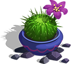 Round Cactus
