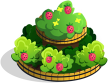 Strawberry Bush